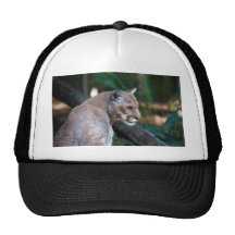 cougar hats
