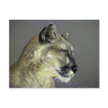 Cougar (head study) postcards