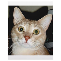 COUGAR KITTY CUSTOM LETTERHEAD