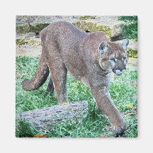 Cougar Magnet