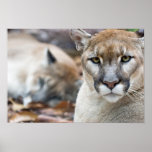 Cougar, mountain lion, Florida panther, Puma 2