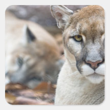 Cougar, mountain lion, Florida panther, Puma 2 Square Sticker