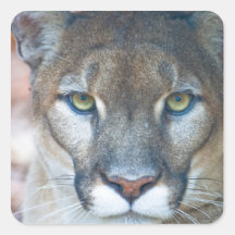 Cougar, mountain lion, Florida panther, Puma Square Stickers