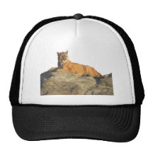 cougar on rock hat