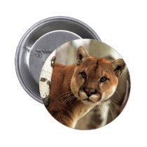 Cougar Photograph buttons