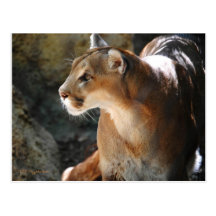 Cougar Postcards