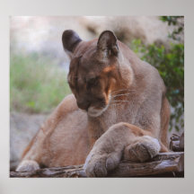 Cougar Print