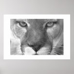 Cougar Print