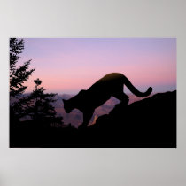 Cougar