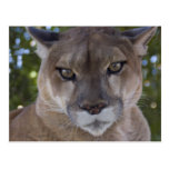 Cougar Pounce Postcard