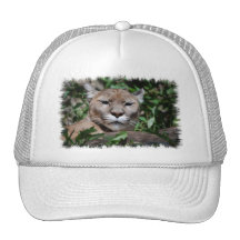 Cougar Predator Baseball Hat