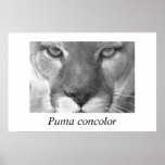 Cougar- Puma concolor Poster