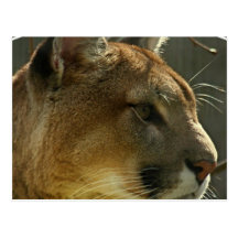 Cougar Puma Postcard