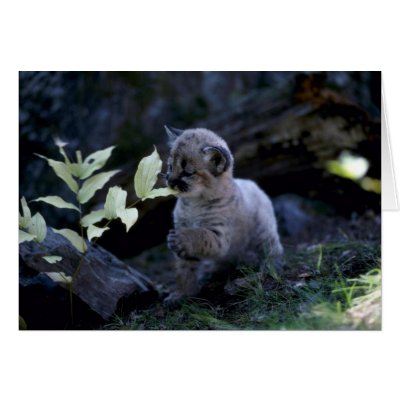 Cougar-six week old cub greeting card by lolanimals