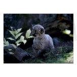 Cougar-six week old cub greeting card
