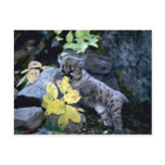 Cougar-six week old cub post cards