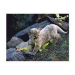 Cougar-six week old cub postcards