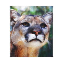 Cougar Stretched Canvas Print