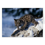 Cougar-young cub in a snowy tree cards