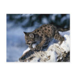 Cougar-young cub in a snowy tree post card