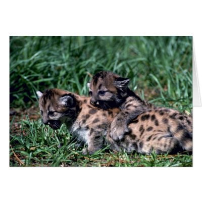 Cougars-cubs playing cards by lolanimals