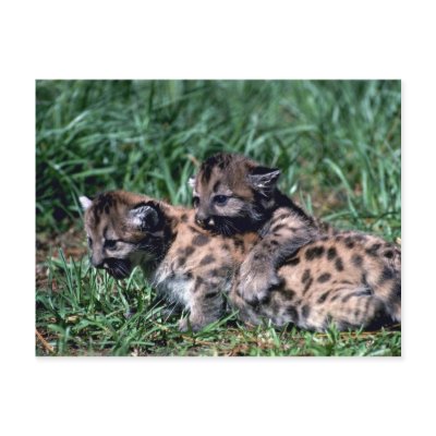Cougars-cubs playing post cards by lolanimals