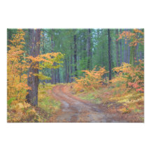 Couleurs d'automne des forêts dans la cascade 2 photos d’art
