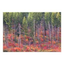 Couleurs d'automne des forêts dans la cascade 4 photos d’art