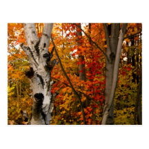 Couleurs d'automne, Ontario du nord Carte Postale