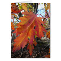 Couleurs vraies carte de vœux