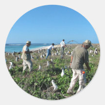 Counting Laysan Albatross Nests Round Sticker