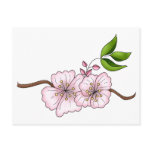 Country Cherries · Cherry Blossom Branch Postcards