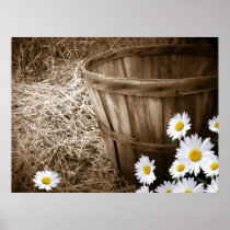 Country Daisies Poster