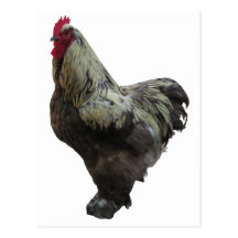 Country Rooster Postcards