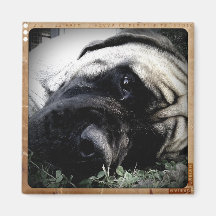 Coupar the Mastiff Magnet