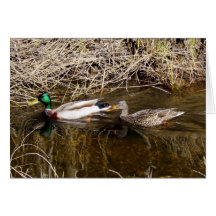 Couple of Mallards Card