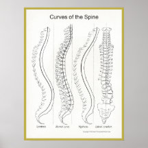 Courbes de la chiropractie d'affiche d'épine