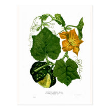 Courge (maximum de Cucurbita) Carte Postale