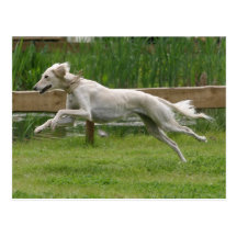 courir de saluki carte postale