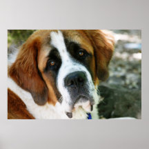 courrier de chien de St Bernard Posters