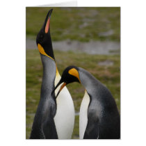 Courting King Penguins Greeting Cards
