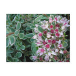 Couvre-sol rose post cards