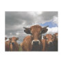 cow15 post card