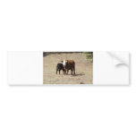 Cow and Baby bumper sticker