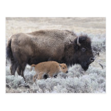 Cow and Calf Bison, Yellowstone 2 Postcards