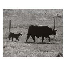 Cow and Calf by Leslie Peppers Photographic Print