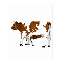 cow and calf post card