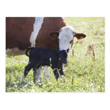 Cow and calf post cards