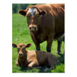 Cow And Calf Post Cards