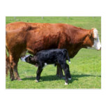 Cow And Calf Postcard